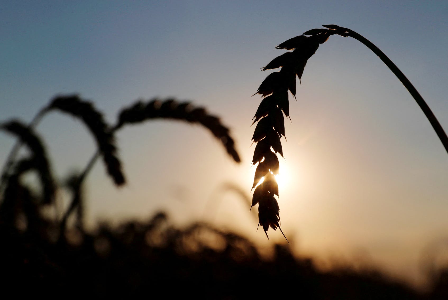 烏克蘭總統(tǒng)顧問(wèn)說(shuō)，俄烏戰(zhàn)爭(zhēng)可能會(huì)影響烏克蘭的農(nóng)作物出口