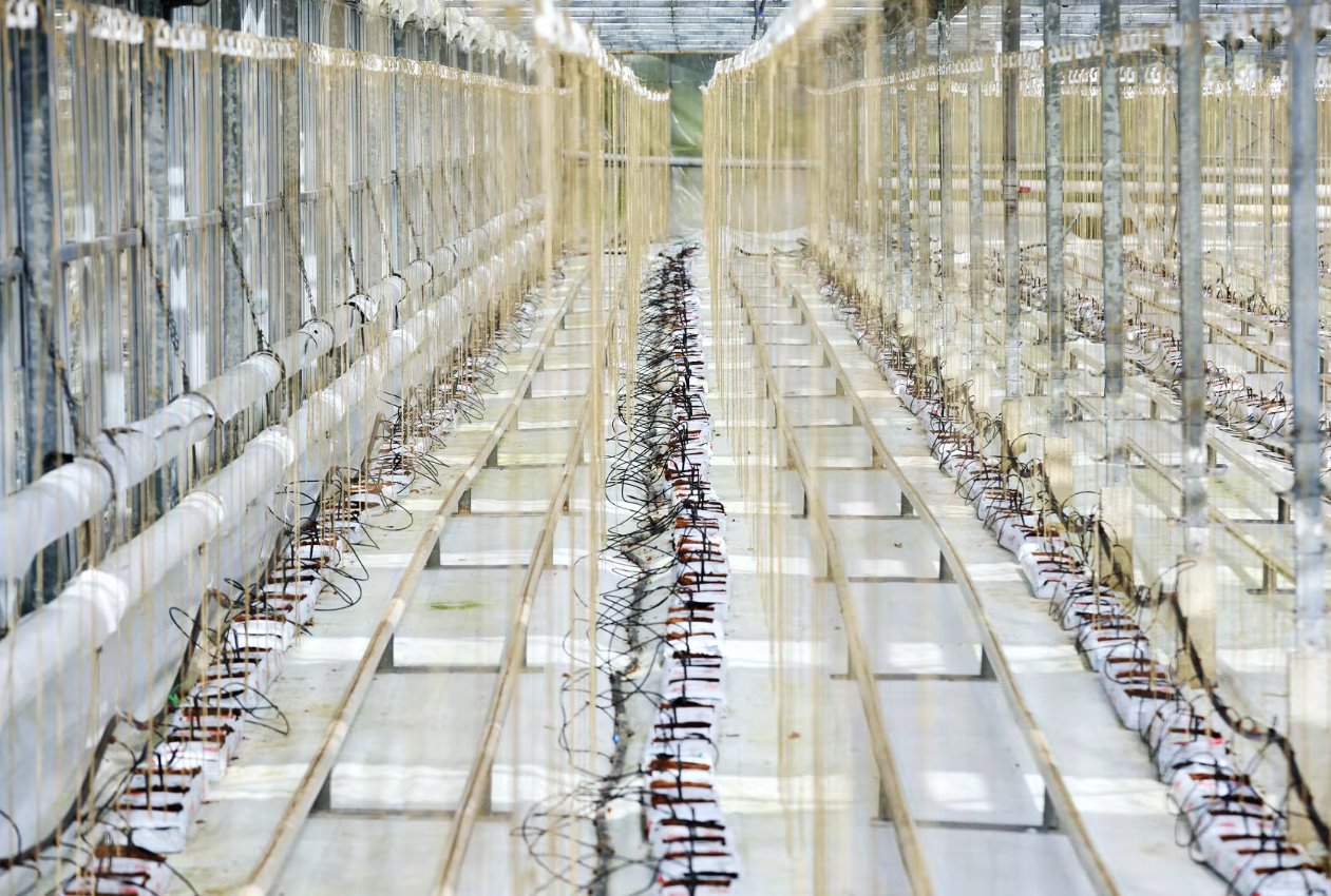 英國黃瓜危機:能源價格飆升使英國種植溫室空置