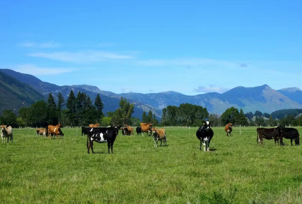 新西蘭動(dòng)物出口禁令生效后最后一批海運(yùn)牲畜出口已經(jīng)完成