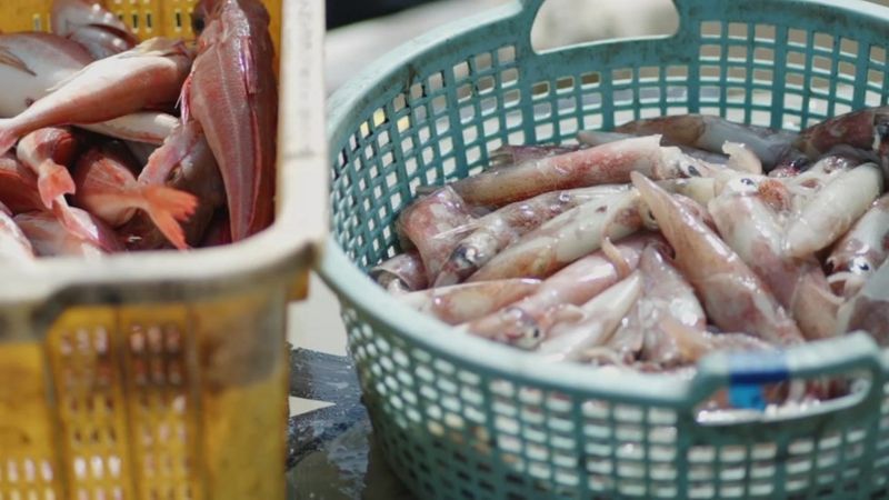 福島縣某漁港剛卸下的漁獲,福島縣漁民擔憂排放核廢水將延展地方漁業所遭受的污名。