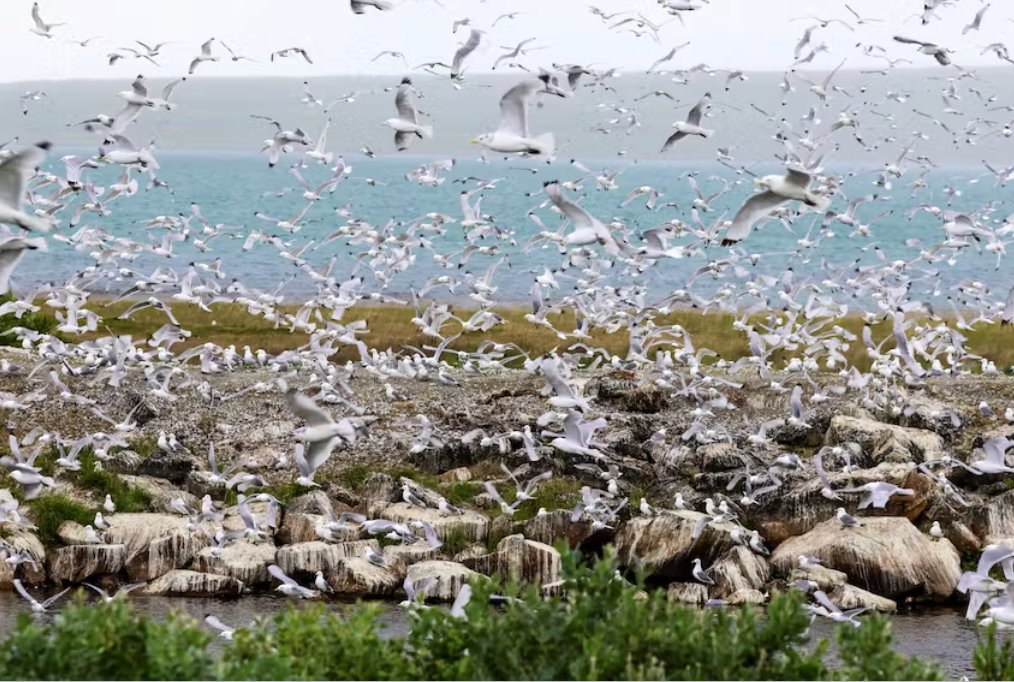 挪威和芬蘭抗擊禽流感的迅速蔓延