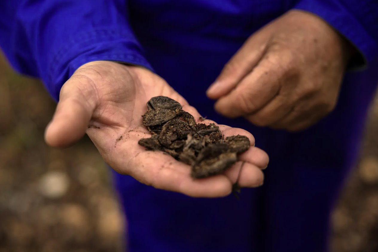 2024年2月18日,希臘卡納利亞村,57歲的農民巴比斯·埃萬杰利諾斯(BabisEvangelinos)手里拿著去年9月極端洪水后被毀壞的杏仁殼。