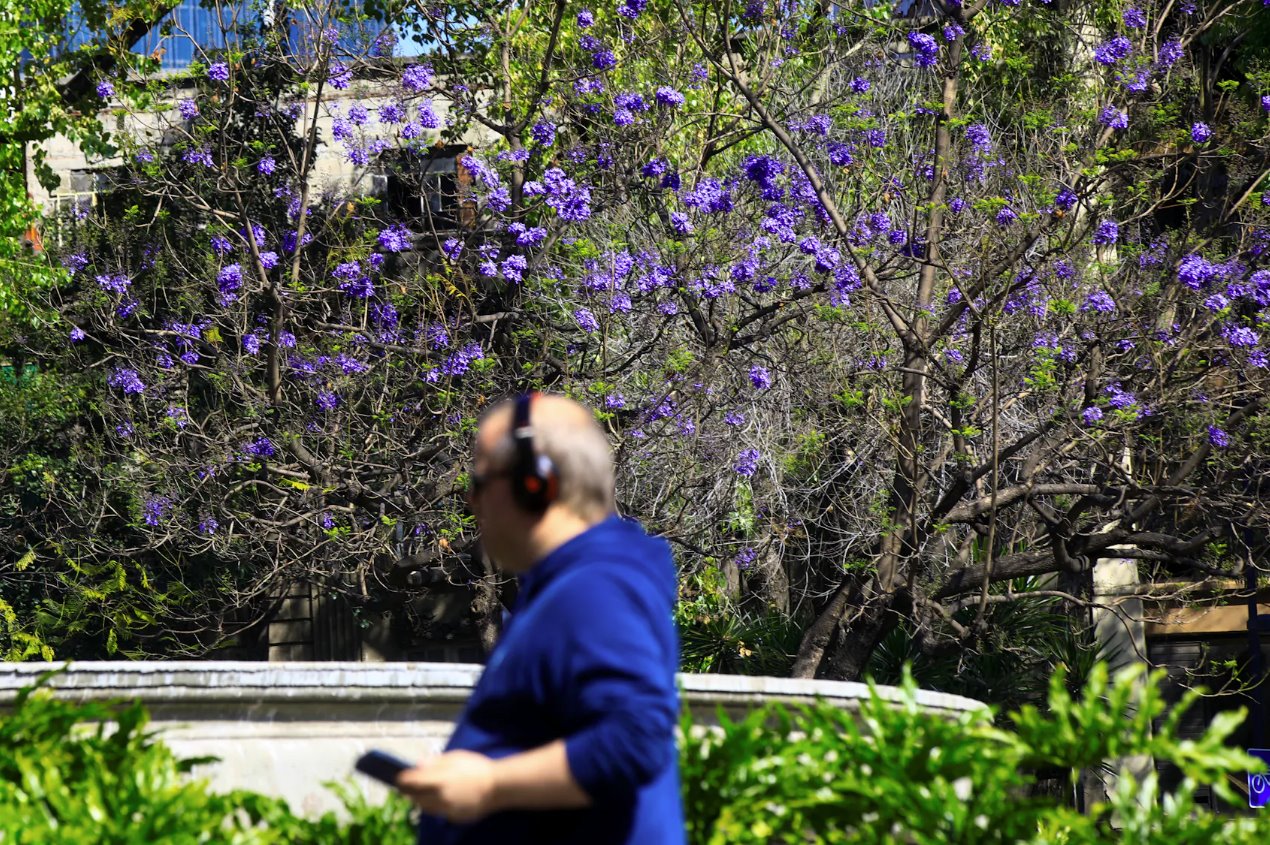 2024年2月19日，一名男子穿過墨西哥城西貝萊斯廣場時經過一棵藍花楹樹。