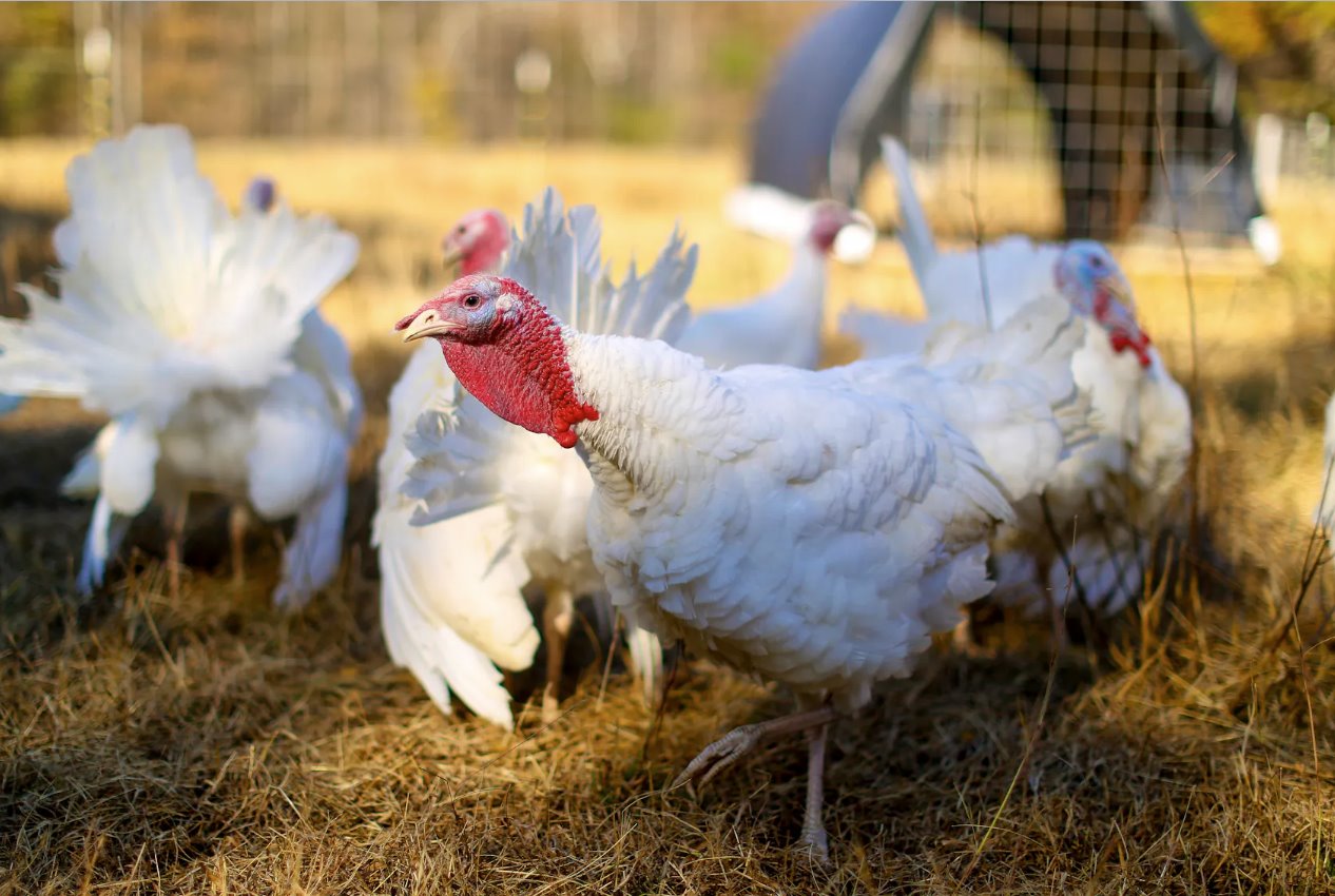 北卡羅來納州維克森林市朱莉·高蒂爾(JulieGauthier)農場的一群貝爾茨維爾小白火雞