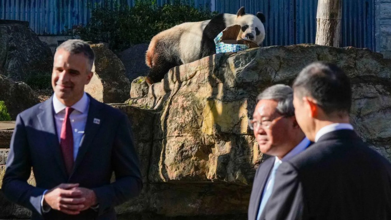 2024年6月16日,澳大利亞阿德萊德,我總理參觀阿德萊德動物園,熊貓旺旺在場。