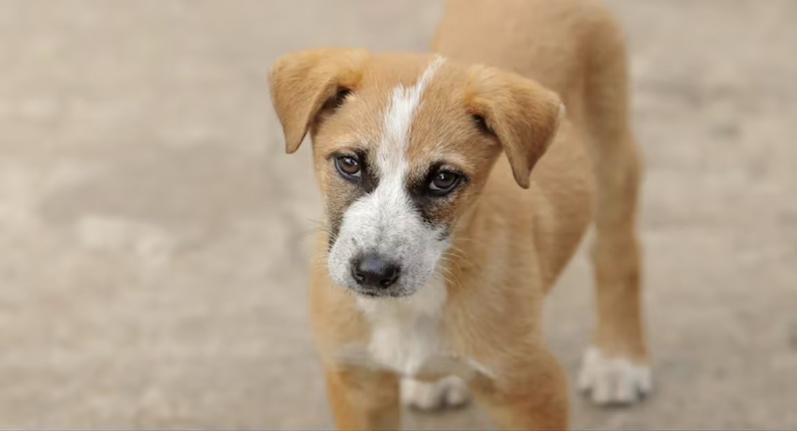 這就是為什么Netflix 的《卡拉梅洛》于 10 月拍攝,其中有一個場景是一只米色小狗坐在圣保羅的河邊。