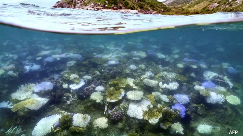 澳大利亞寧格魯礁曾是珍寶，如今卻面臨珊瑚白化危機