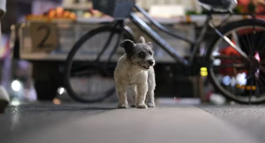 英國(guó)一名59歲女子在摩洛哥被流浪小狗輕微抓傷后死于狂犬病