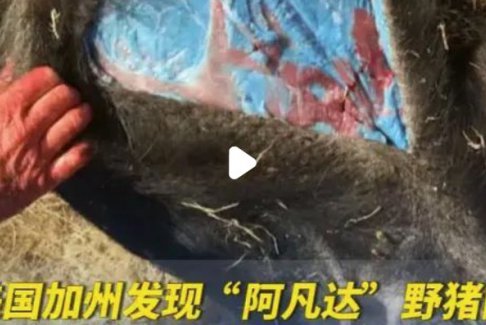 美國加州發現阿凡達色野豬肉