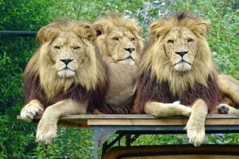 曼谷動物園飼養員被咬死