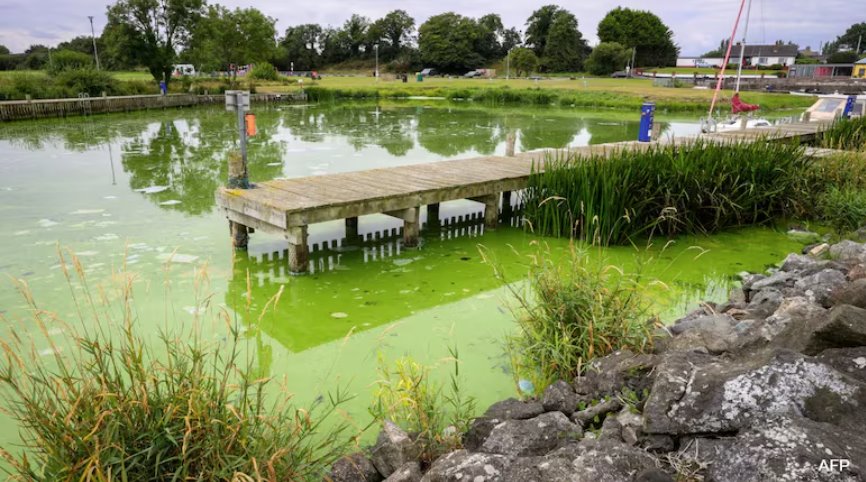 英國最大湖泊內(nèi)伊湖因有毒藍(lán)藻滋生而變死湖